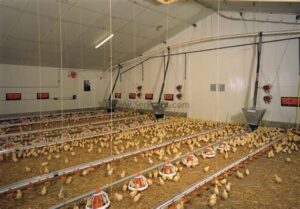 50.000 kapasiteli tavuk çiftliği Maliyeti